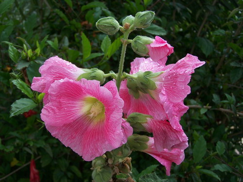morning-flower2.jpg